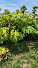 Tetrapanax papyrifera Rex, Zeldzame schaduwplant, Tuin en Terras, Planten | Tuinplanten, Ophalen, Herfst, Overige soorten, Volledige schaduw