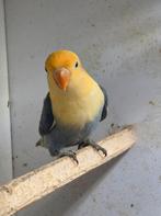 Jonge fischeri violet yellow face opaline., Dieren en Toebehoren, Vogels | Parkieten en Papegaaien, Geslacht onbekend, Dwergpapegaai of Agapornis