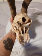 Geitenbok schedel met horens,, Verzamelen, Dierenverzamelingen, Ophalen, Gebruikt, Boerderijdier, Schedel