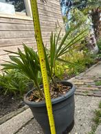 Chinese waaierpalm of Trachicarpus Fortunei, Tuin en Terras, Planten | Bomen, 100 tot 250 cm, Zomer, Palmboom, Ophalen
