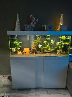 Complete Eheim  aquarium,met Aquarim kast, Dieren en Toebehoren, Ophalen, Zo goed als nieuw, Gevuld zoetwateraquarium