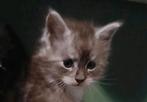 Maincoon kittens., Dieren en Toebehoren, Meerdere dieren