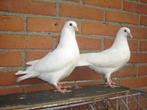 Witte..Sierduifjes '', Dieren en Toebehoren, Vogels | Duiven, Meerdere dieren, Overige soorten