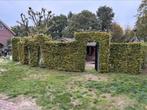 Beuken haag heg toog poort, Tuin en Terras, Ophalen, Beukenhaag, Haag, 100 tot 250 cm