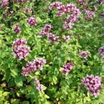 Biogische kruidenplantjes (oregano, knoflookbieslook, munt), Kruiden, Zomer, Ophalen of Verzenden, Volle zon