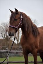 ## PRACHTIGE, super leuke & lieve vos PRE ruin ##, Dieren en Toebehoren, E pony (1.48m - 1.57m), Met stamboom, Ruin, Dressuurpony