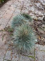 Festuca Glauca - Blauw Schapegras - Gratis!, Volle zon, Vaste plant, Siergrassen, Ophalen of Verzenden