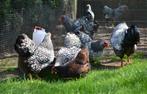 Wyandotte krielen, Dieren en Toebehoren, Pluimvee, Vrouwelijk, Kip