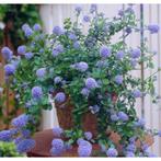 Ceanothus thyrsiflorus / Amerikaanse Sering, Volle zon, Vaste plant, Zomer, Ophalen