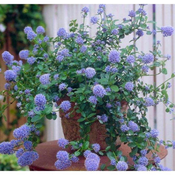 Ceanothus thyrsiflorus / Amerikaanse Sering, Tuin en Terras, Planten | Tuinplanten, Vaste plant, Overige soorten, Volle zon, Zomer
