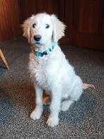 Blondie – lieve Labradoodle pup zoekt nieuw thuis, 15 weken tot 1 jaar, Overige rassen, Teef, Eén hond