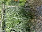 Gratis pampas, Tuin en Terras, Ophalen of Verzenden, Overige soorten, Volle zon