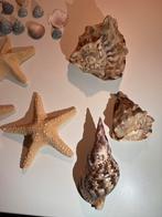Schelpenverzameling met 3 Zeesterren, Verzamelen, Ophalen, Gebruikt, Overige soorten, Overige typen