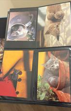 Kaarten fotokaarten poes poezen kat katten kleur zwart wit, Verzamelen, Ansichtkaarten | Dieren, Ophalen of Verzenden, 1980 tot heden