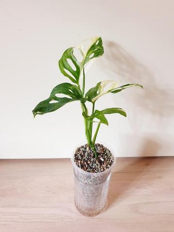 Monstera Adansonii variegata, verzamelen kamerplantje beschikbaar voor biedingen