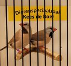 Koppeltje spitsstaart amadines, Dieren en Toebehoren, Meerdere dieren, Tropenvogel