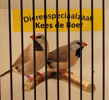 Koppeltje spitsstaart amadines  beschikbaar voor biedingen