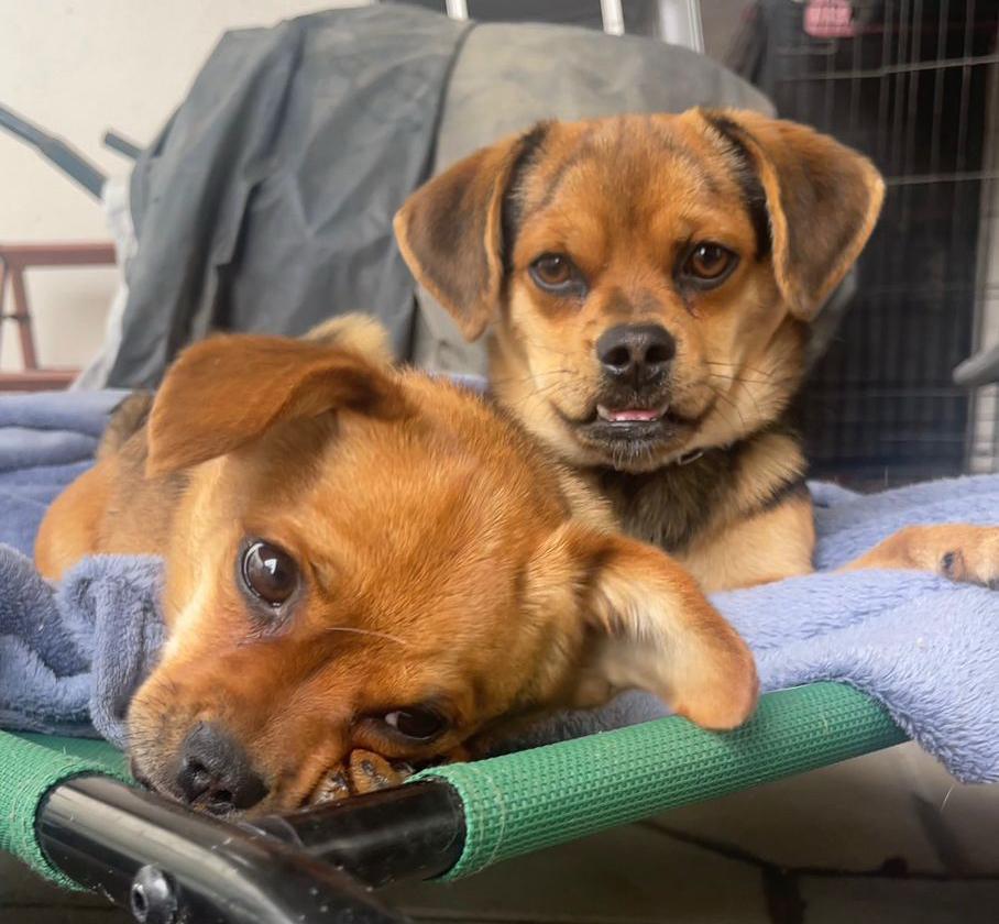 Puggles zoeken gouden mandje, Dieren en Toebehoren, Honden | Niet-rashonden, Middel, Meerdere dieren, Particulier, Meerdere, Buitenland