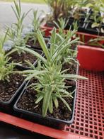Rozemarijn plantjes, Tuin en Terras, Planten | Tuinplanten, Ophalen, Volle zon, Vaste plant, Kruiden