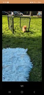 Honden/puppyren, Ophalen of Verzenden