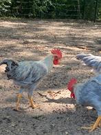 Leghorn isabel patrijs hanen, Mannelijk, Kip