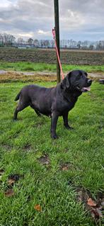 Mooi labrador teefje met stamboom, Dieren en Toebehoren, Honden | Retrievers, Spaniëls en Waterhonden, 6 jaar of ouder, Nederland