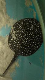 Potamotrygon P14 zoetwater rog, Vis, Zoetwatervis