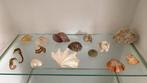 Diverse schelpen, Verzamelen, Mineralen en Fossielen, Schelp(en), Ophalen of Verzenden