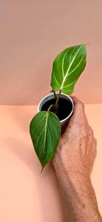 Philodendron gloriosum - babyplant, Ophalen of Verzenden, Overige soorten, Minder dan 100 cm