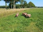 Bonte dekrammen, Dieren en Toebehoren, Mannelijk, Schaap