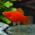 platy coral red €3,95, Vis, Zoetwatervis