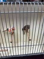 Te Koop, Dieren en Toebehoren, Meerdere dieren, Kleurkanarie