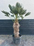 Trachycarpus Wagnerianus palmboom Stamhoogte 80/100cm, Zomer, Volle zon, Ophalen, Palmboom