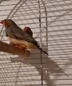 Zebravinken, Dieren en Toebehoren, Vogels | Kanaries, Mannelijk, Kleurkanarie