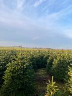 Nordmann Kerstbomen nog diverse aantallen, Ophalen