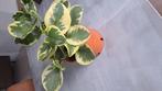 Kamerplant, Ophalen of Verzenden, Overige soorten, Minder dan 100 cm