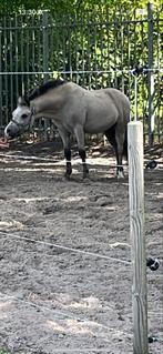 7jarige nmprs pony van 1.05M, Dieren en Toebehoren, Paarden en Pony's | Overige Paardenspullen, Ophalen of Verzenden, Overige soorten