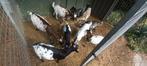 Geiten dekbokjes te koop, Dieren en Toebehoren, Schapen, Geiten en Varkens, Mannelijk, Geit