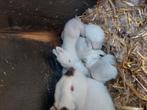 Te koop californier konijnen, Dieren en Toebehoren, Konijnen, Meerdere dieren