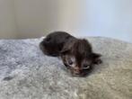 Maine Coon Kittens, Meerdere dieren, Ontwormd, 0 tot 2 jaar