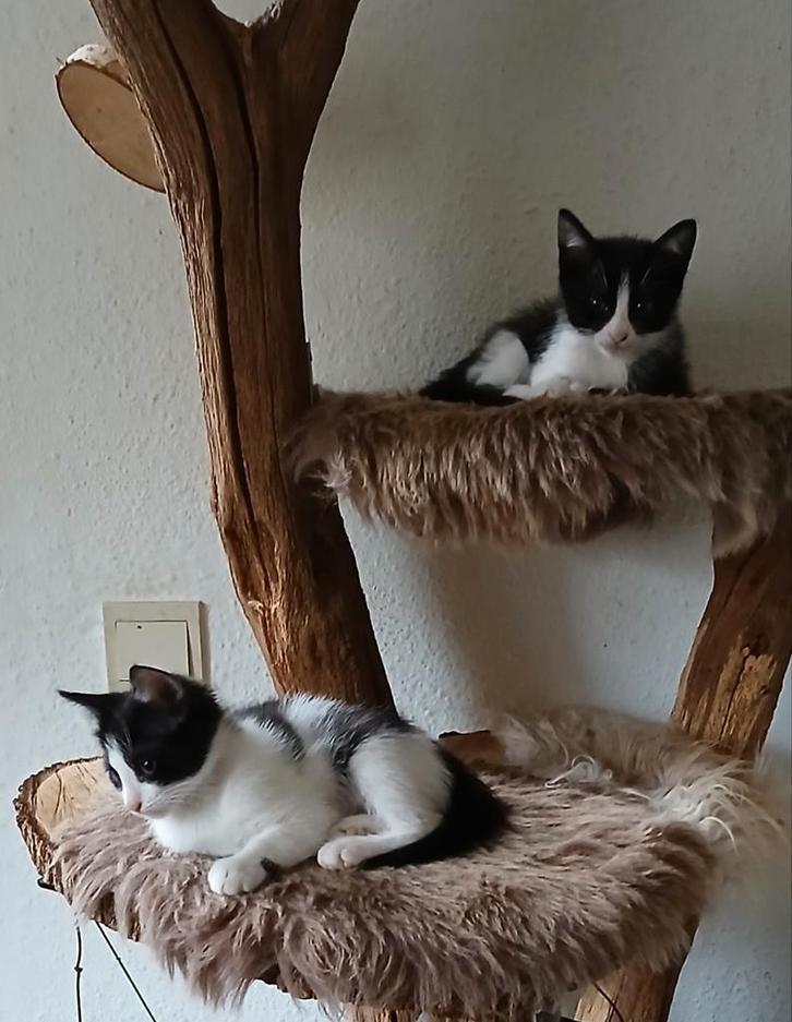 balinees x kittens, Dieren en Toebehoren, Katten en Kittens | Overige Katten, Kortharig, Kater, 0 tot 2 jaar