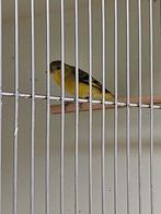 Yarrelsijzen, Meerdere dieren, Tropenvogel, Geringd