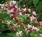 Clerodendrum trichotomum - pindakaas boom, Overige soorten, Vaste plant, Ophalen of Verzenden, Halfschaduw
