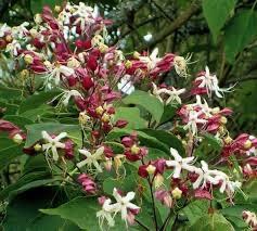 Clerodendrum trichotomum - pindakaas boom, Tuin en Terras, Planten | Tuinplanten, Vaste plant, Overige soorten, Halfschaduw, Zomer
