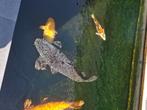Magoi, Dieren en Toebehoren, Vissen | Vijvervissen, Karper of Koi