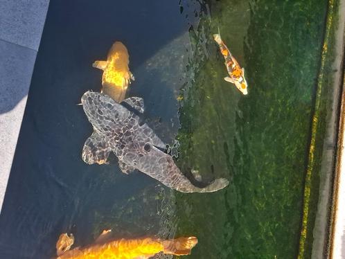 Magoi, Dieren en Toebehoren, Vissen | Vijvervissen, Karper of Koi