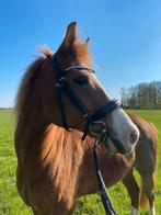 Bijrijder gezocht voor Bowie, Dieren en Toebehoren, Stalling en Weidegang