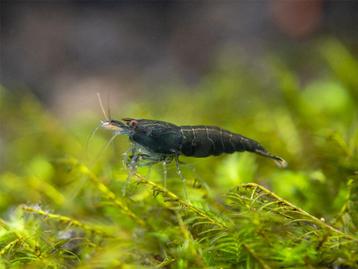 🦐 Groene garnalen (Neocaridina) beschikbaar voor biedingen
