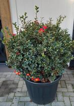 Tuinplanten, Tuin en Terras, Ophalen, Overige soorten, Struik, 100 tot 250 cm