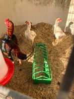 Ko Shamo kippen, Dieren en Toebehoren, Pluimvee, Meerdere dieren, Kip